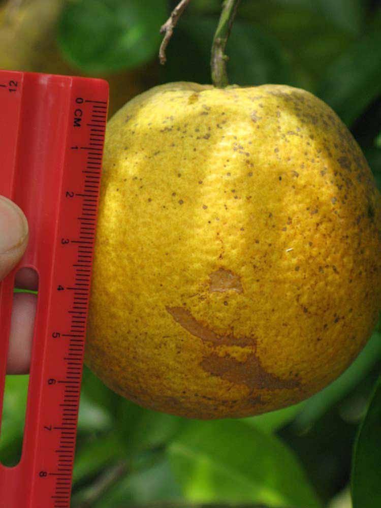            Fruit (Winter Haven, FL)   